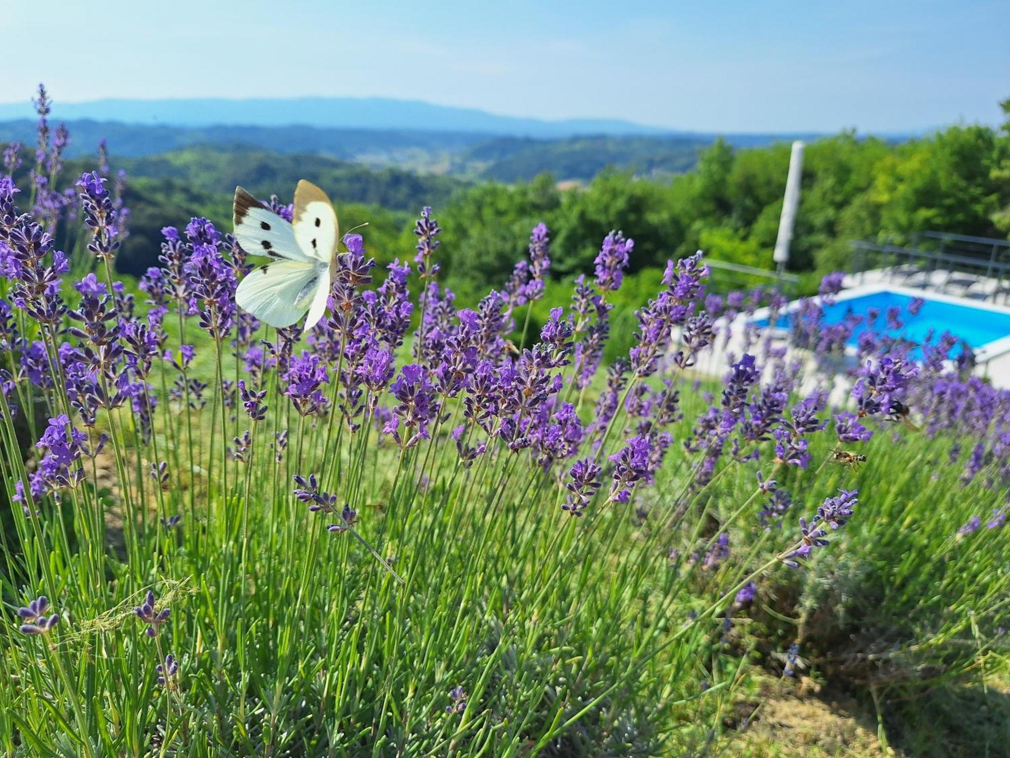 Kuca Za Odmor Freya Villa Krapinske Toplice Cameră foto